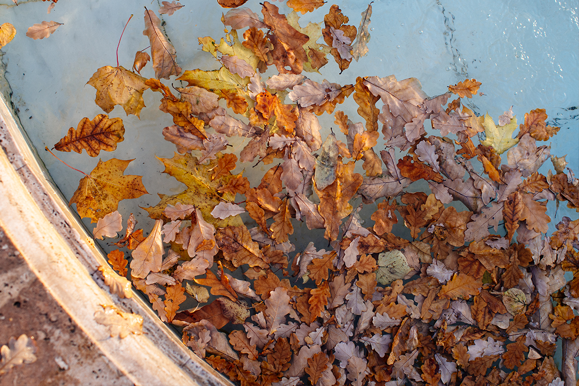 Swimming Pool Maintenance Fall Season